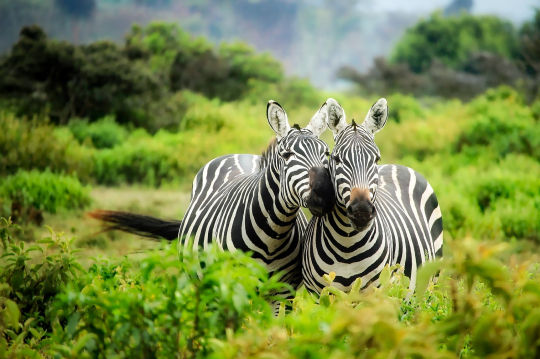 Zebras