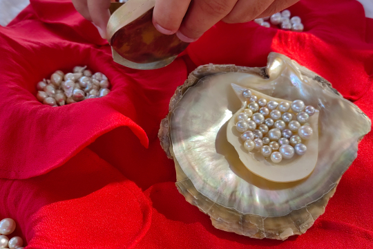 Wei&szlig;e Perlen liegen in einer Muschel auf einem roten Tuch