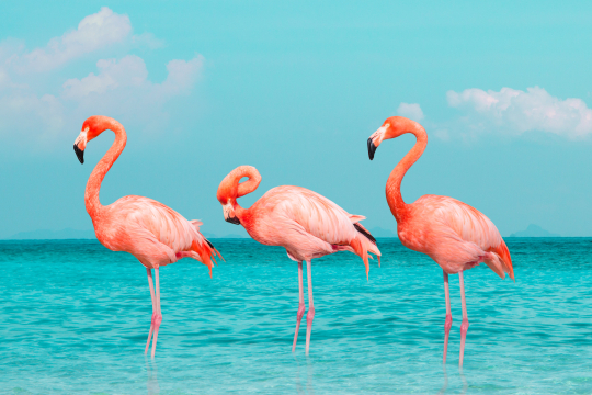 Drei Flamingos stehen in türkisblauen Wasser