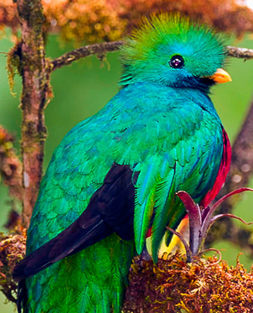 costa-rica-quetzal-001-vogel-1-
