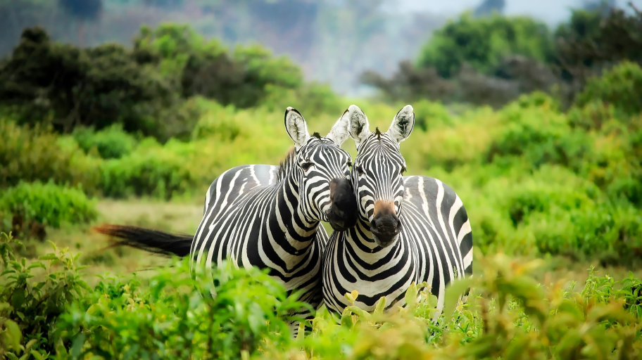 pixabay afrika