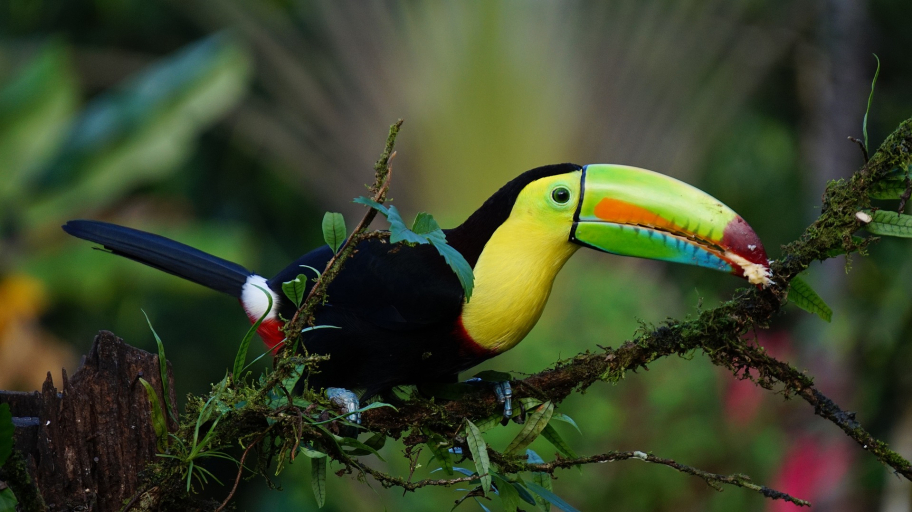 pixabay costa-rica 1